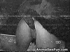A nasty whore fucks in a scene of beastiality and licks a horse's dick like crazy in a ladies' sex horses film.